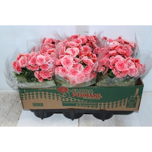 BEGONIA BORIAS P15