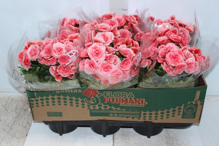 <h4>BEGONIA BORIAS P15</h4>