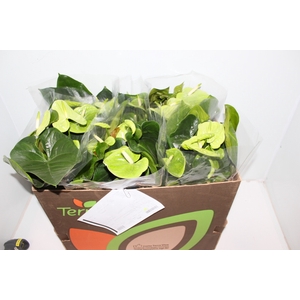 ANTHURIUM GREEN KING P17