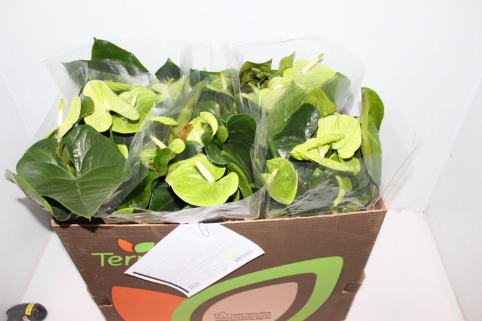 ANTHURIUM GREEN KING P17