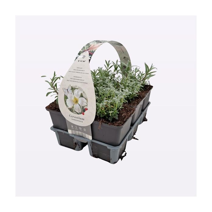 <h4>Cerastium tomentosum</h4>