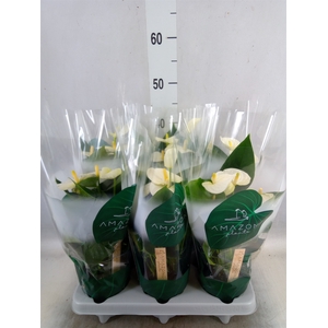 Anthurium andr. 'Samora'
