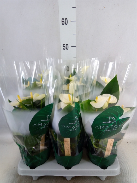 <h4>Anthurium andr. 'Samora'</h4>