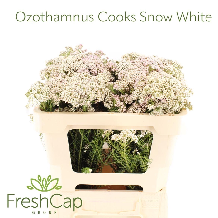 <h4>Ozothamnus Cooks Snow White</h4>