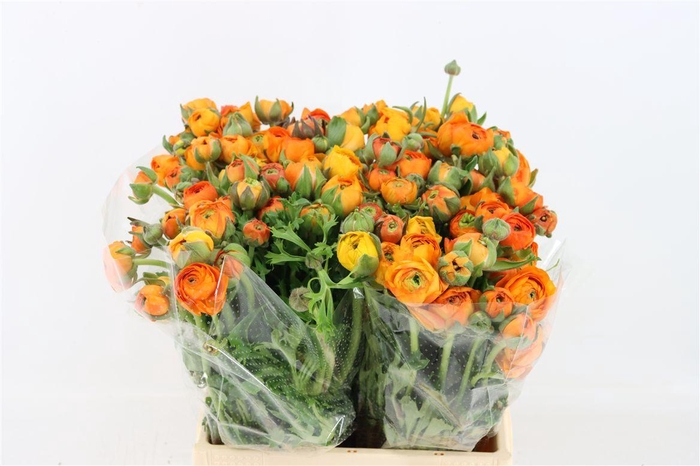 <h4>Ran Amandine Orange</h4>