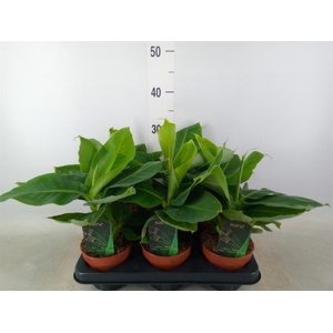 Musa  'Tropicana'