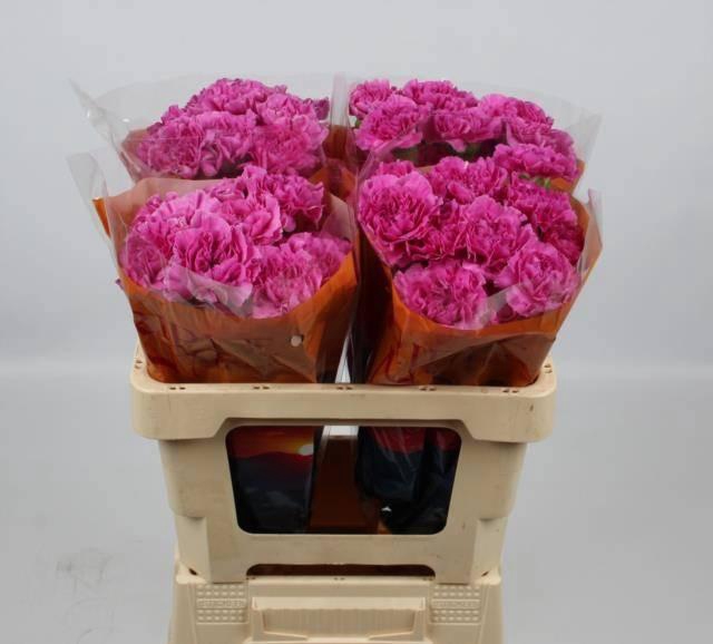 <h4>DI ST FARIDA</h4>