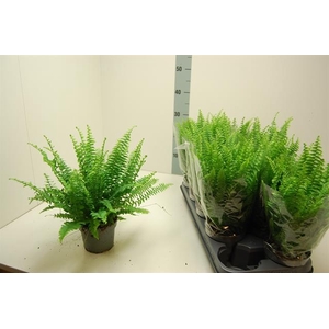 Nephrolepis exa. Bostoniensis 12Ø 35cm