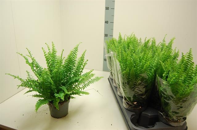 Nephrolepis exa. Bostoniensis 12Ø 35cm