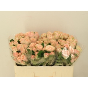 R TR GEN TRENDSETTER