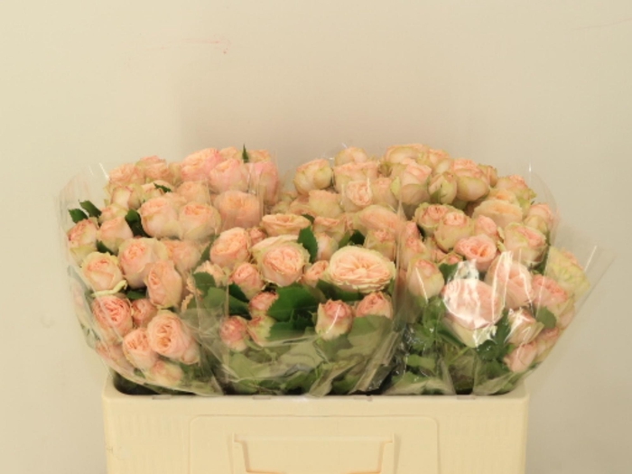 <h4>R TR GEN TRENDSETTER</h4>