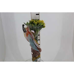 ALSTROEMERIA CARIBBEAN 070 CM