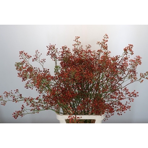 Rozenbottel Rosefruits Tops
