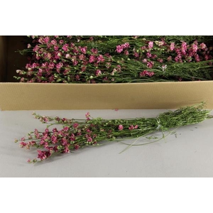 Df Delphinium Pink Bs 55g