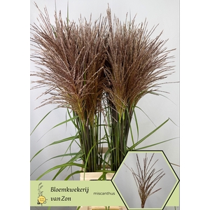 Miscanthus Rotfeder Frank van Zon