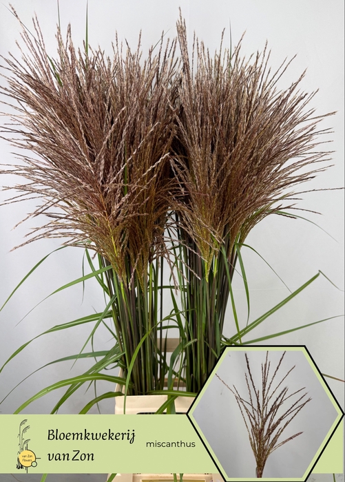 <h4>Miscanthus Rotfeder Frank van Zon</h4>