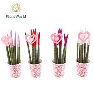 Sansevieria VELVET TOUCHZ® Tainted Love Papercup en Love Bijsteker