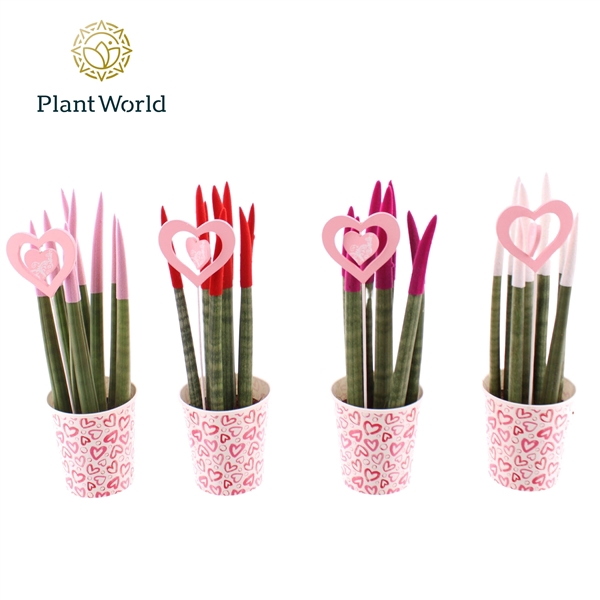 <h4>Sansevieria VELVET TOUCHZ® Tainted Love Papercup en Love Bijsteker</h4>