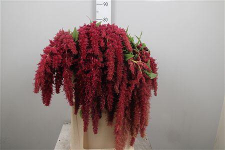 <h4>Amar Ca Red Spider</h4>