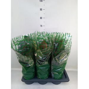 Ficus elastica 'Robusta'