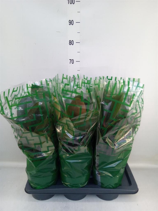 <h4>Ficus elastica 'Robusta'</h4>