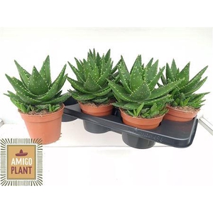 Aloe Perfoliata
