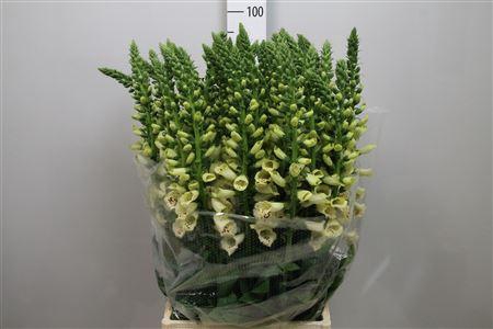 <h4>Digi Camelot Cream</h4>