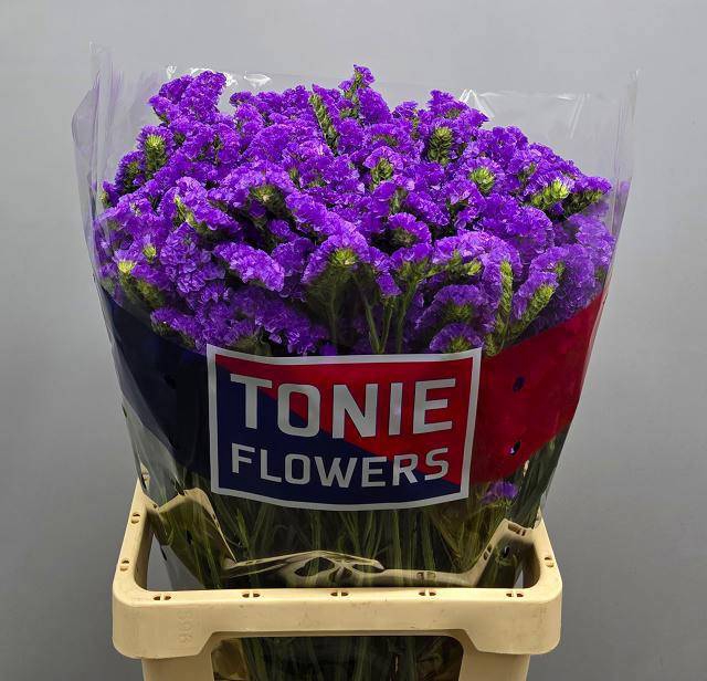 <h4>LIM S CRYST PURPLE</h4>