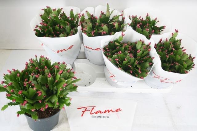 <h4>SCHLUMB FLAME RED</h4>