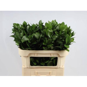 RUSCUS HYPOPHYLLUM