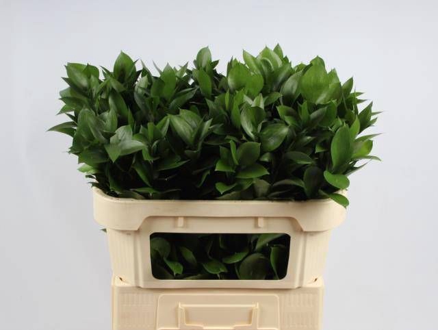 <h4>RUSCUS HYPOPHYLLUM</h4>