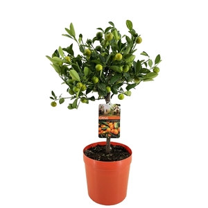 Citrus calamondin