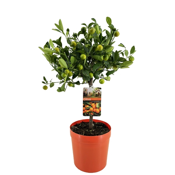 <h4>Citrus calamondin</h4>