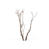 Syringa Branch Super Lotti