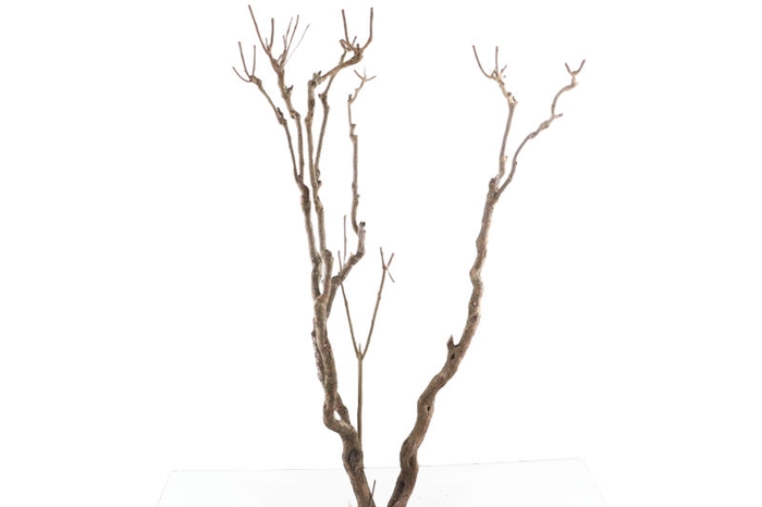 Syringa Branch Super Lotti