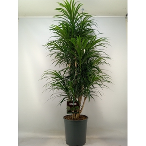 Dracaena refl. 'Anita'