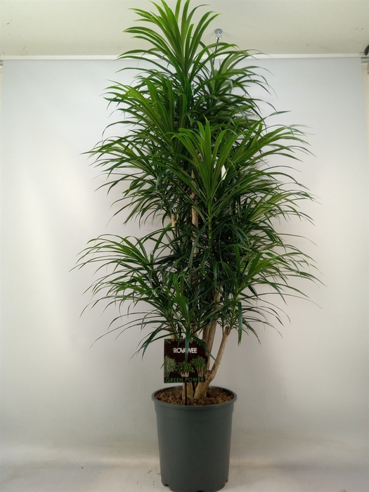 <h4>Dracaena refl. 'Anita'</h4>