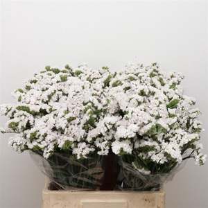 Limonium St White Birds X50