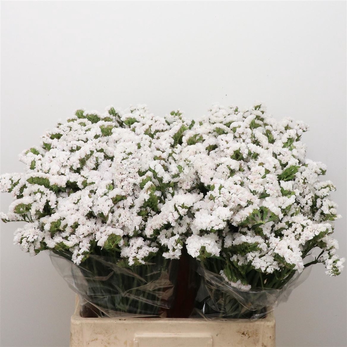 <h4>Limonium St White Birds X50</h4>