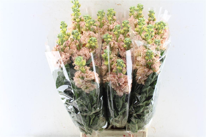 <h4>Matth Iron Apricot</h4>