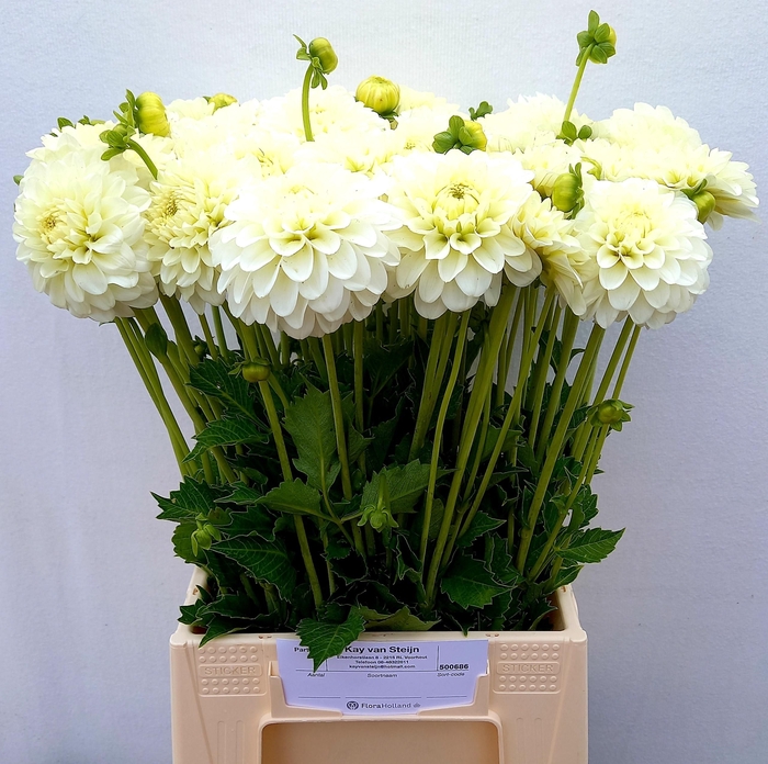 <h4>DAHL WHITE NETTIE</h4>