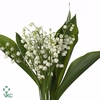 CONVALLARIA MAJALIS