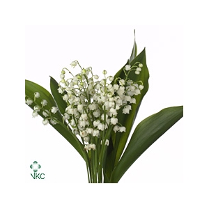 CONVALL MAJALIS FR EXTRA