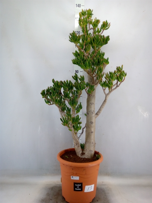 <h4>Crassula ovata 'Hobbit'</h4>