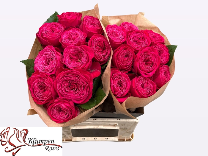 <h4>R GR JUST MORE!</h4>