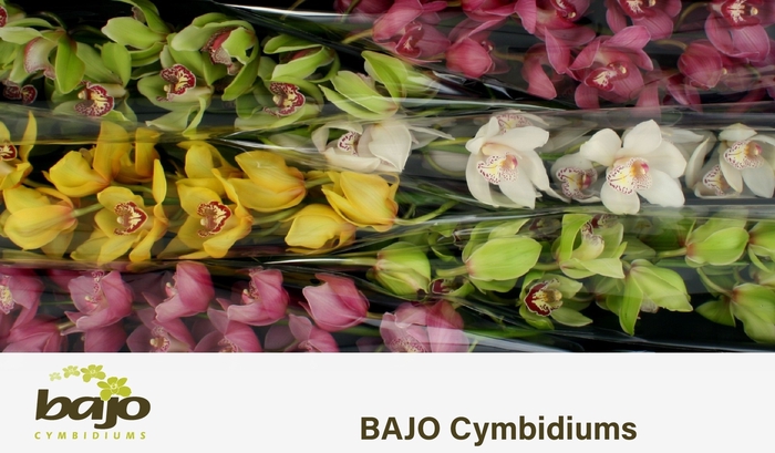 <h4>CYMB T GEM</h4>