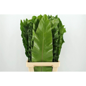 Asplenium Nidus 82cm