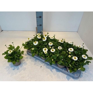 BELLIS PERENNIS