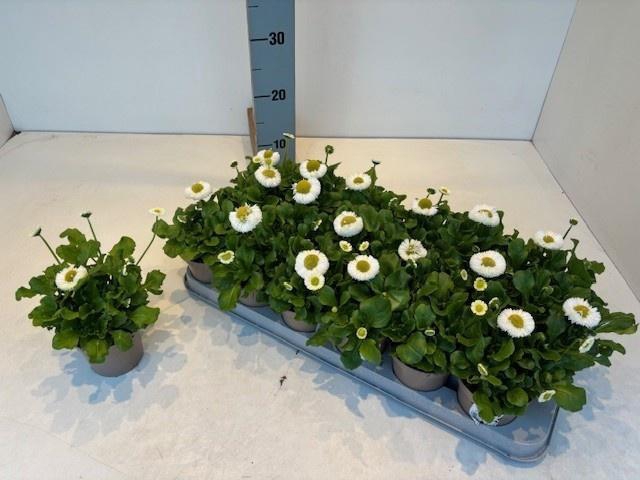 <h4>BELLIS PERENNIS</h4>