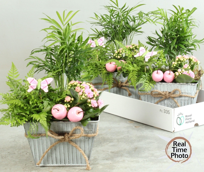 <h4>ARR KAMERPL</h4>